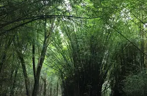 Wooden Boardwalk