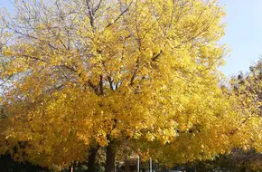 Chengyang Century Park