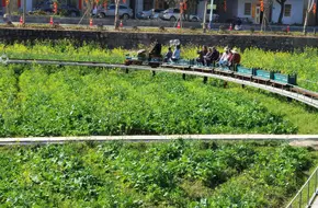 HongShan Village Rapeseed Flower Field