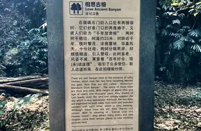 Shimen National Forest Park - Xiangsi Ancient Banyan