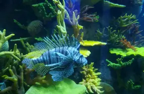 Qingdao Underwater World - Qingdao Aquarium