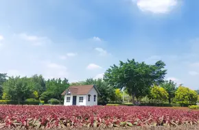 Huadu Aroma World