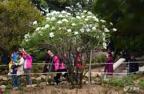 Peony Garden