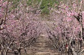 Guangzhou Thousand-Mu Peach Garden
