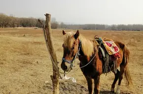 Kangxi Grassland