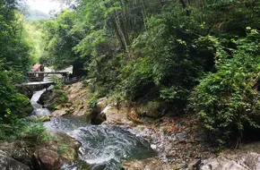 Shengxiang Bamboo Sea Bamboo Culture Ecological Protection Garden