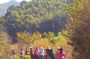 Shengxiang Bamboo Sea Bamboo Culture Ecological Protection Garden