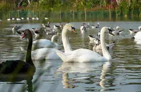 Nansha Waterfowl World Ecological Park