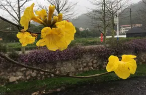 Huaguo Mountain Agricultural And Forestry Technology Co., Ltd.