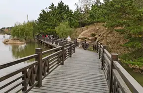 Pagoda Forest