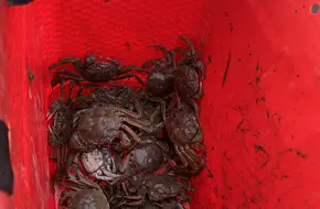 Rice Crab Island