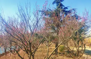 Qingdao Bird Chirping Garden