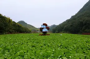 Tianchi Flower Sea