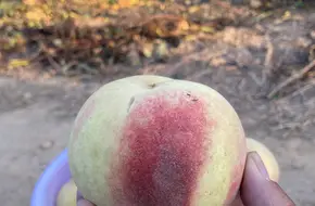 Dingjiawang Fruit Picking