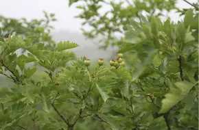 Bee Valley