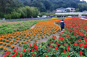 Tianchi Flower Sea