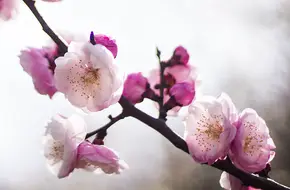 Shimei'An Scenic Area