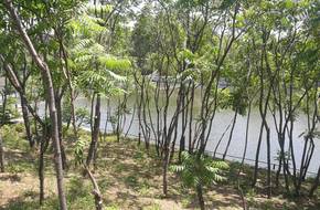 East Lake Park - Nine-Story Columnar Pagoda