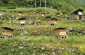 Bee Valley