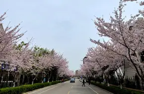 Huangdao District