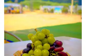 Yaohua Grape Picking Garden