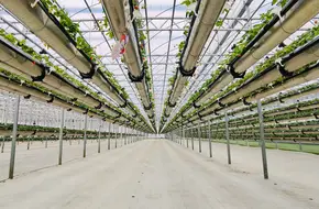 Lvwochuang Aerial Strawberry Garden