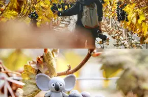 Yaohua Grape Picking Garden