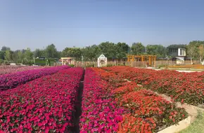 Horticulture Town