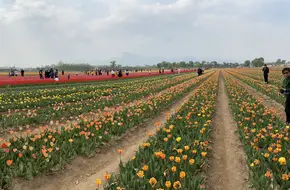 Portuguese Farm
