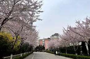 Huangdao District