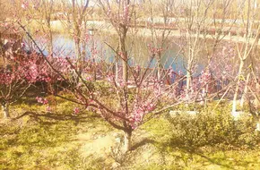 Qingdao Bird Chirping Garden