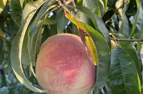Dingjiawang Fruit Picking
