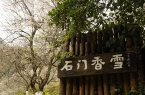 Shimen Fragrant Snow