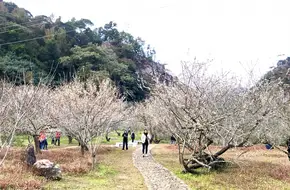 Shimen National Forest Park - Xiangsi Ancient Banyan