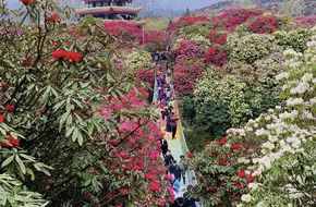 Dazhu Mountain Scenic Area - Rhododendron