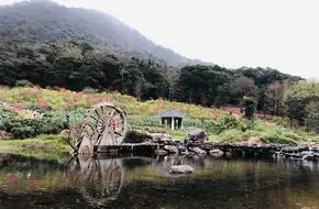 Lotus Plank Road