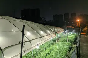 Flower Field Sea Of Lights
