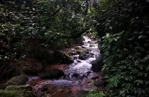 Huadu Furongzhang