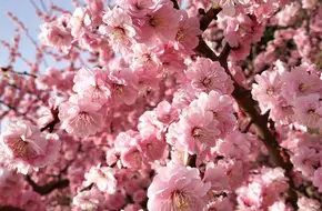 Shimei'An Scenic Area