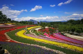 Beijing Horticultural Expo Park - Flower Field