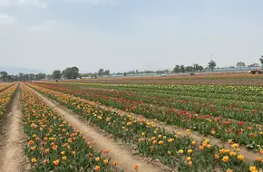 Portuguese Farm