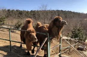 Bao Lake Galloping Horse Park