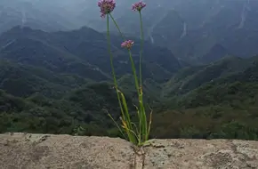 Luoguo City Great Wall