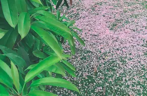 Hundred Flowers Garden