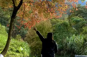 Shimen National Forest Park - Xiangsi Ancient Banyan