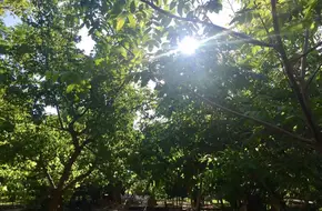 Run Ze Xi Happy Farm