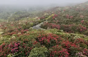Dazhu Mountain Scenic Area - Rhododendron
