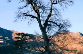 Wangjiashan Village