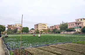 Happy Strawberry Garden
