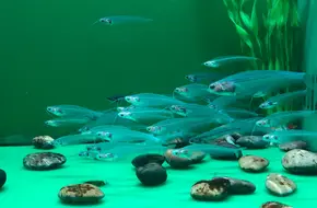Qingdao Underwater World - Qingdao Aquarium